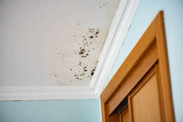 Best Commercial Mold Removal  in Lovelock, NV