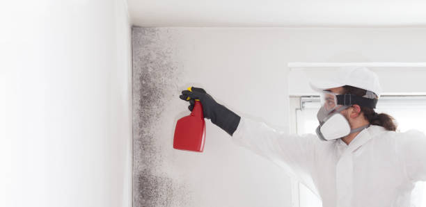 Mold Testing and Removal in Lovelock, NV