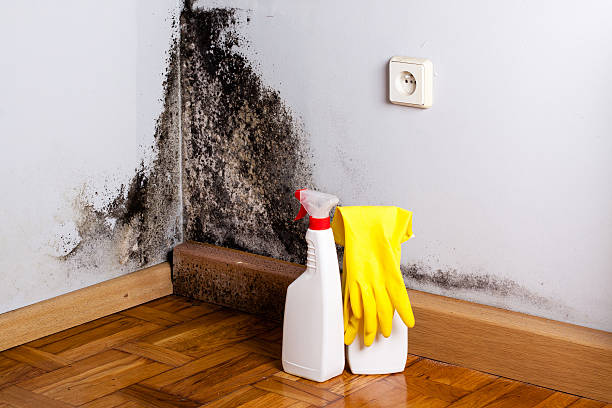 Home Mold Removal in Lovelock, NV